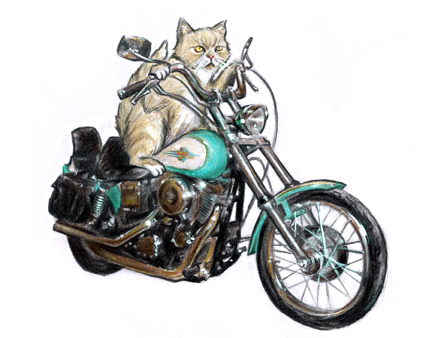 Motorcycle Cat