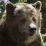New Jungle Book Baloo Poster