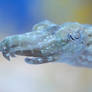 Pygmy Cuttlefish