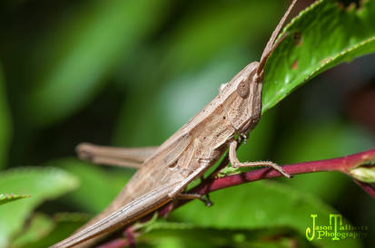 Pseudopomala brachyptera