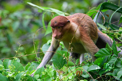 Proboscis Monkey