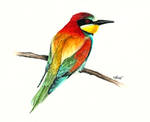 Bee-eater by Pampefox Bee-eater by Pampefox