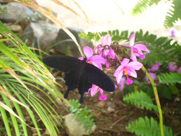 hell butterfly from Bleach by purefaith6 on DeviantArt