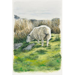 Irish sheep