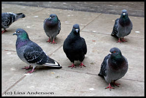 Pigeon-gang