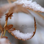 Winter by LilianasMidnight