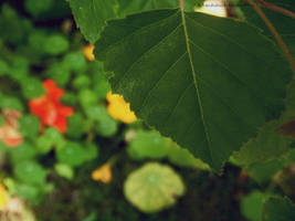 LeafGreen