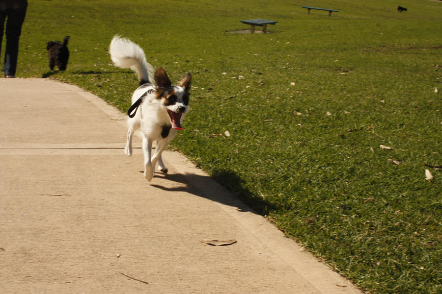 Mid-Gallop!