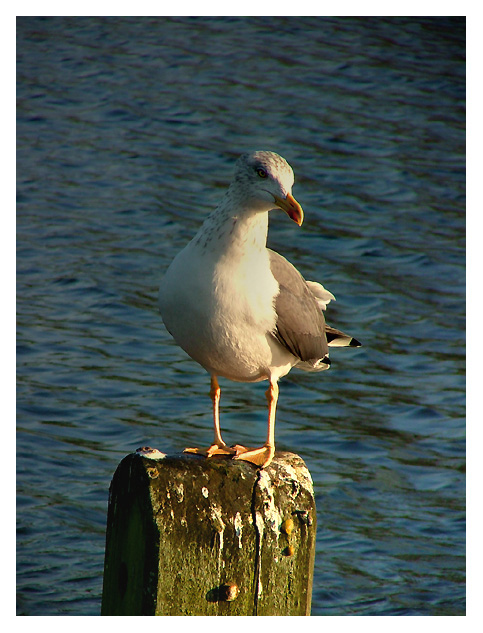 Gull in London