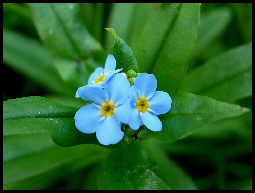 Little Blue