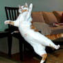 Flying cat 4