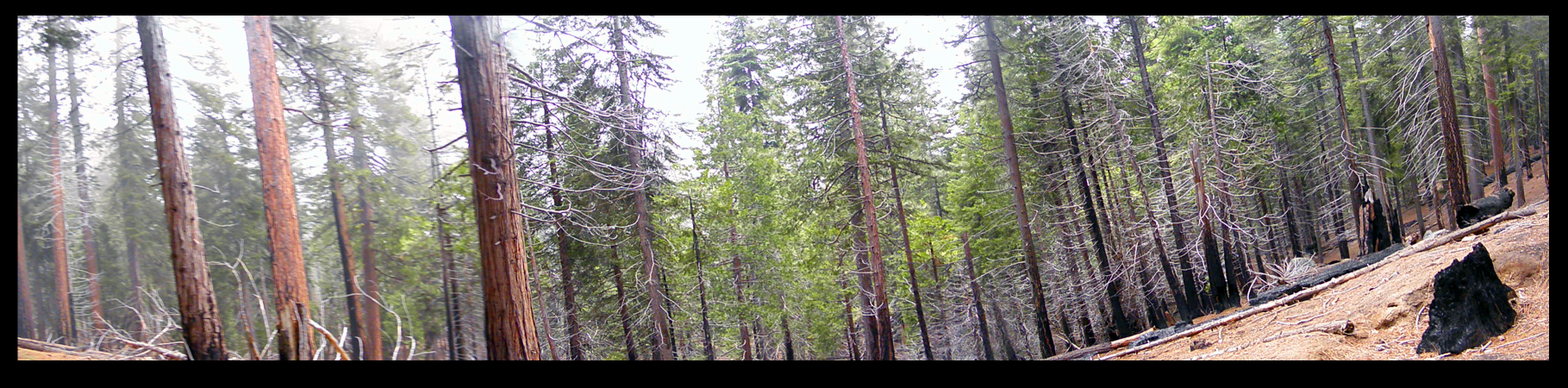 Scorched Earth Yosemite