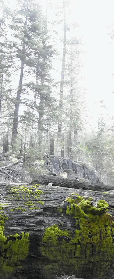 Subdued Sequoia Grove