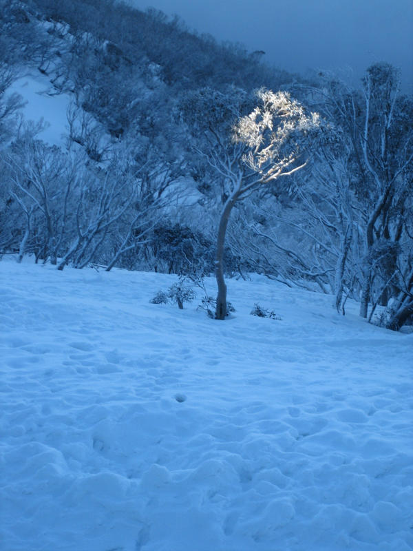 sunlit tree by SapphireLightstone on DeviantArt