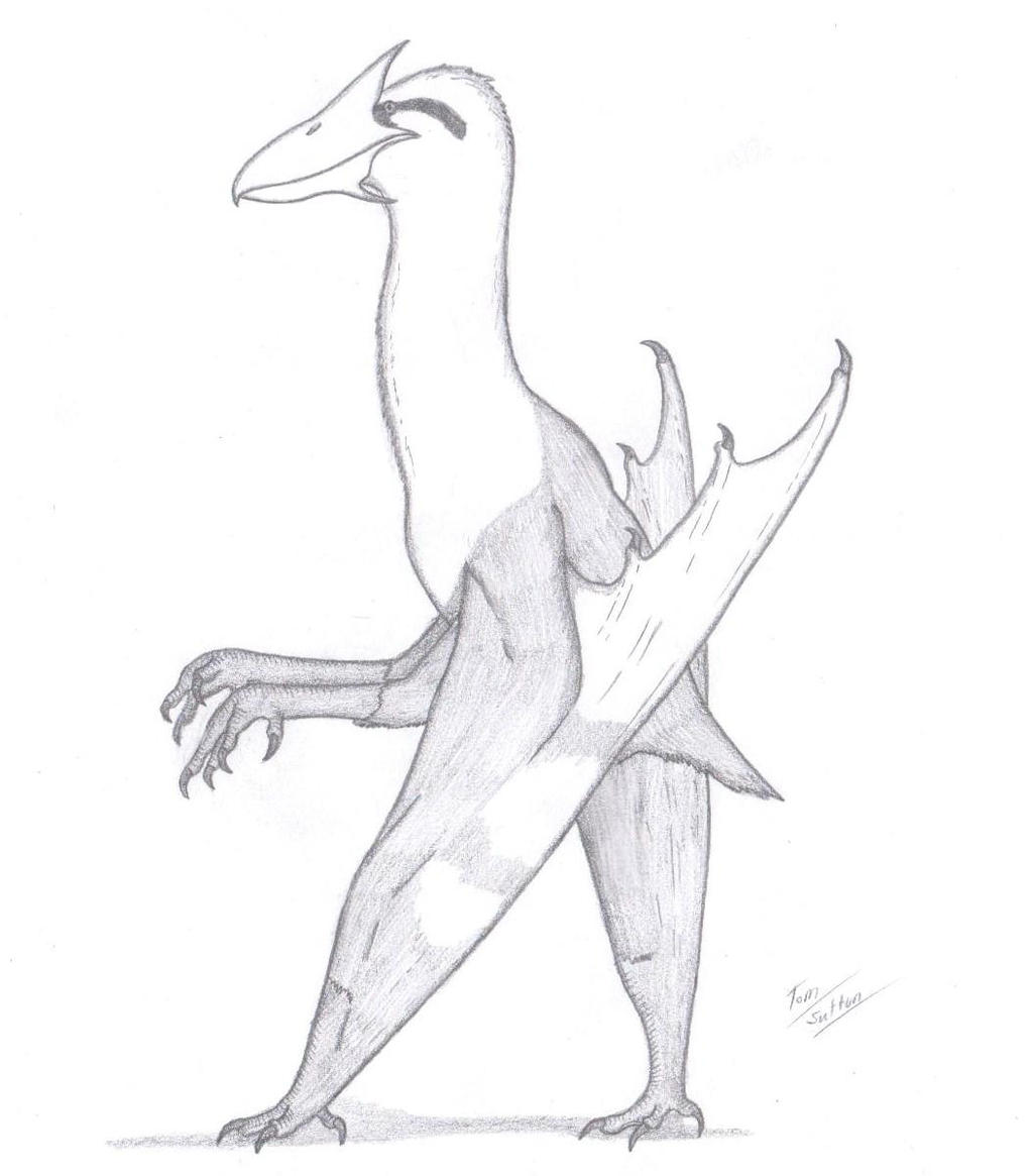 Grallatacheiropteryx xenosteorhynchus