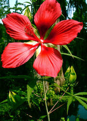 Red Flower