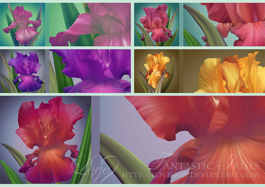 Beautiful Fantastic Irises