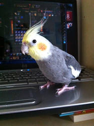 Gamer-tiel