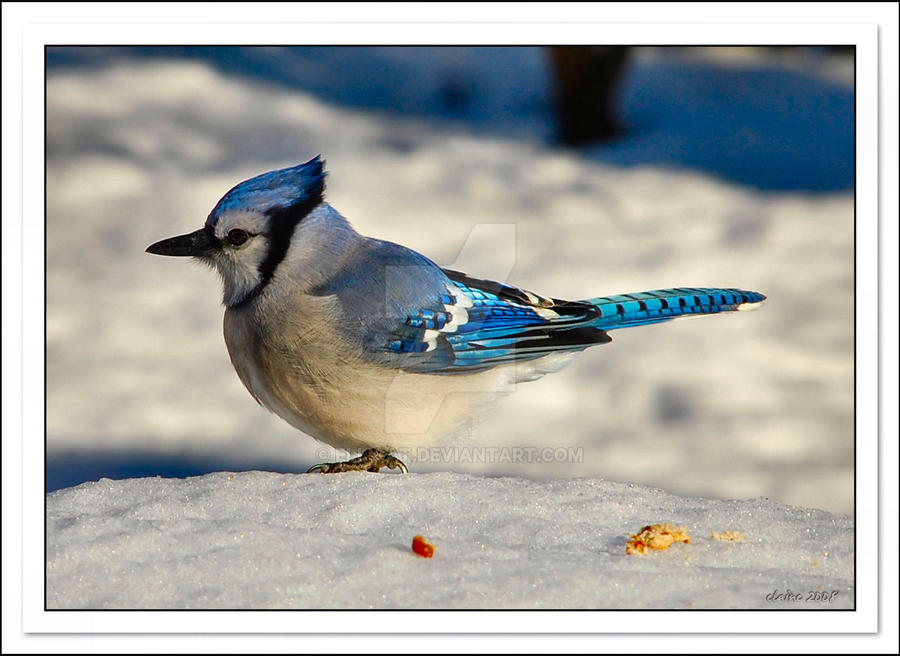 Baby BlueJay