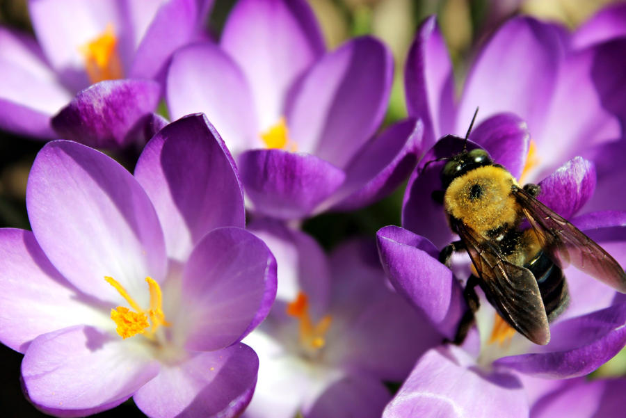 bee and flowers