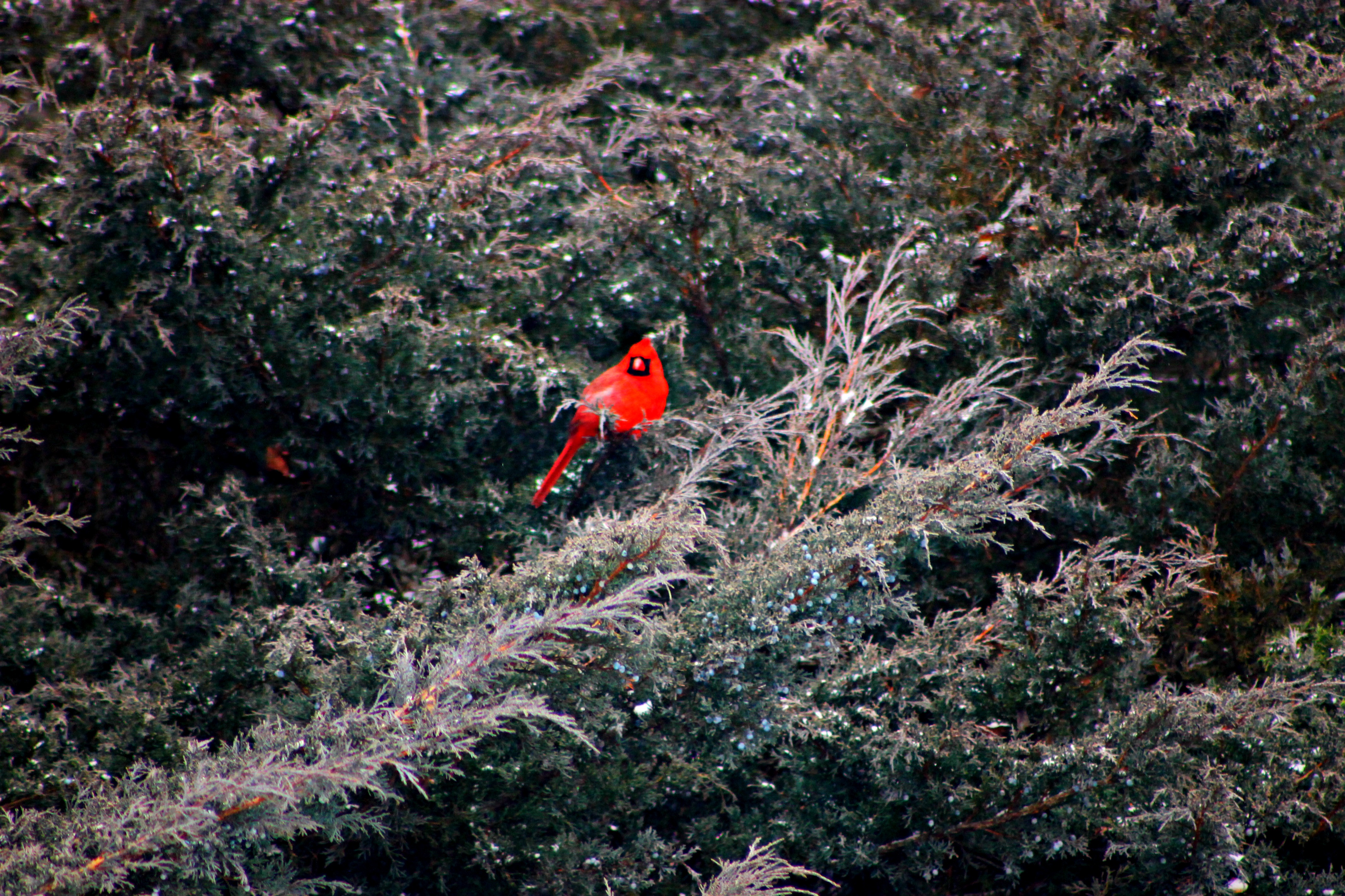 Cardinal1