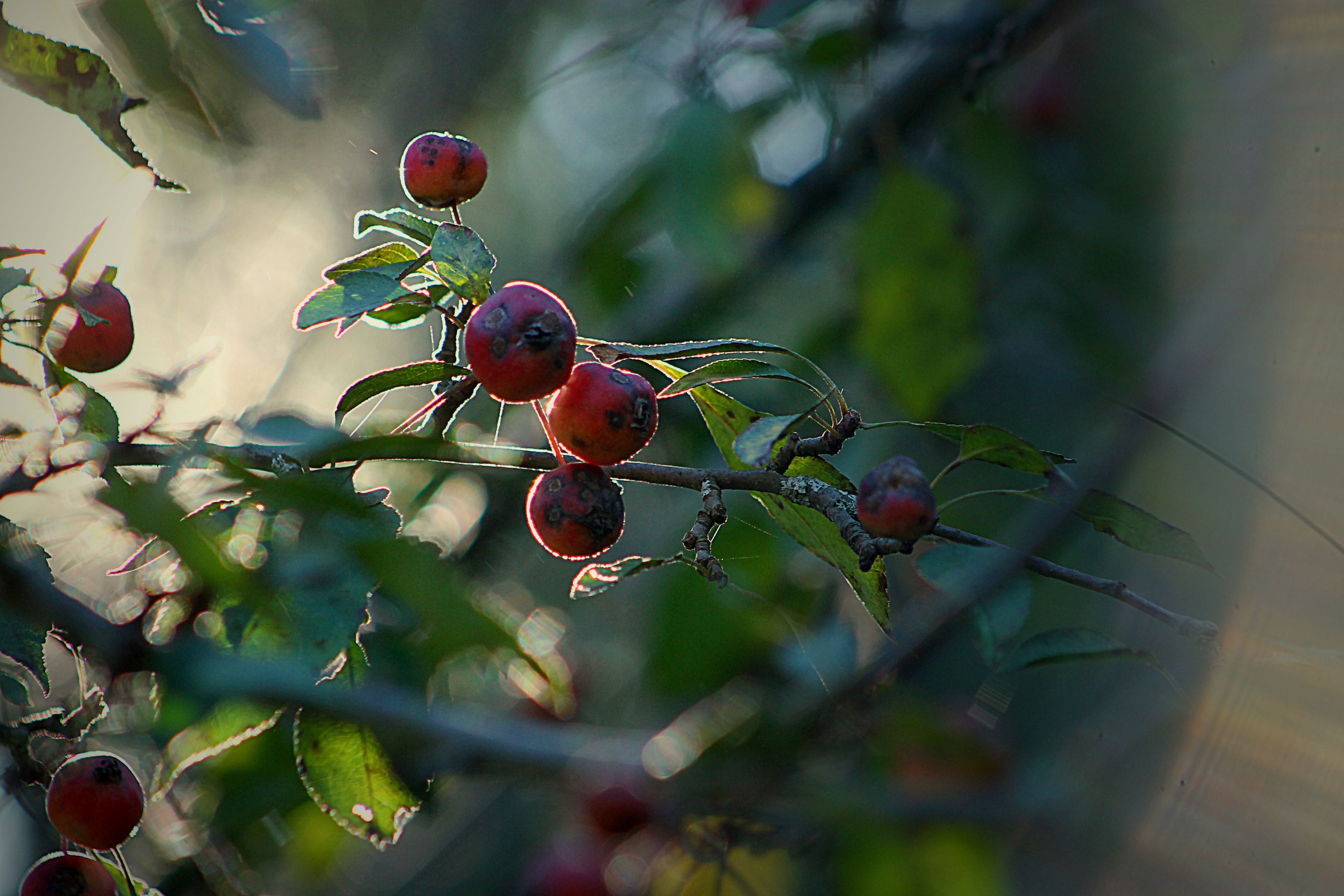 Crab Apple Tree