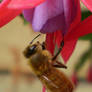 Honeybee in Detail