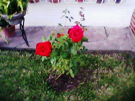 The Neighbour Roses