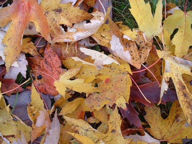 Fall leaves