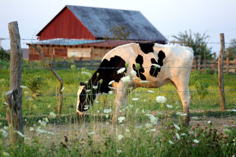 A cow at sunset