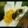 A bee on a white flower 2