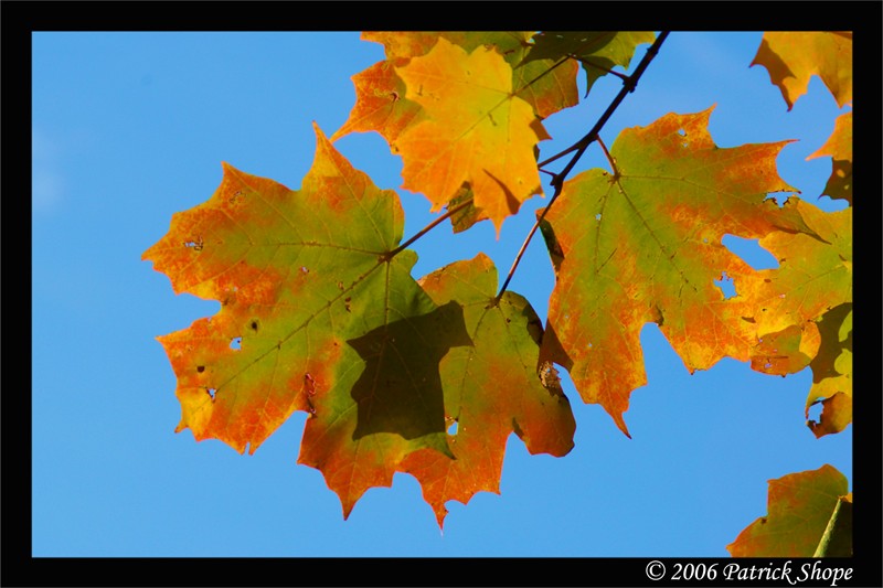 Turning Leafs on a Fall Day