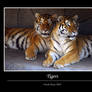 Tigers