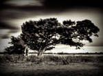 windswept by sparxphoto