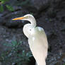 White Egret