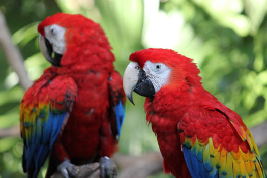 Macaws