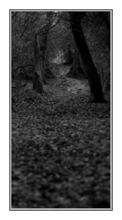 Footpath Through The Trees