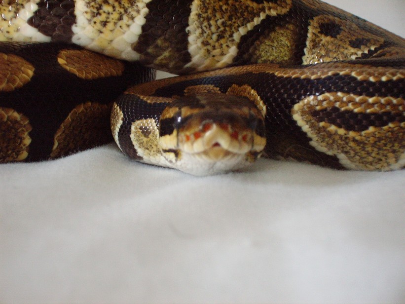 Python regius 2