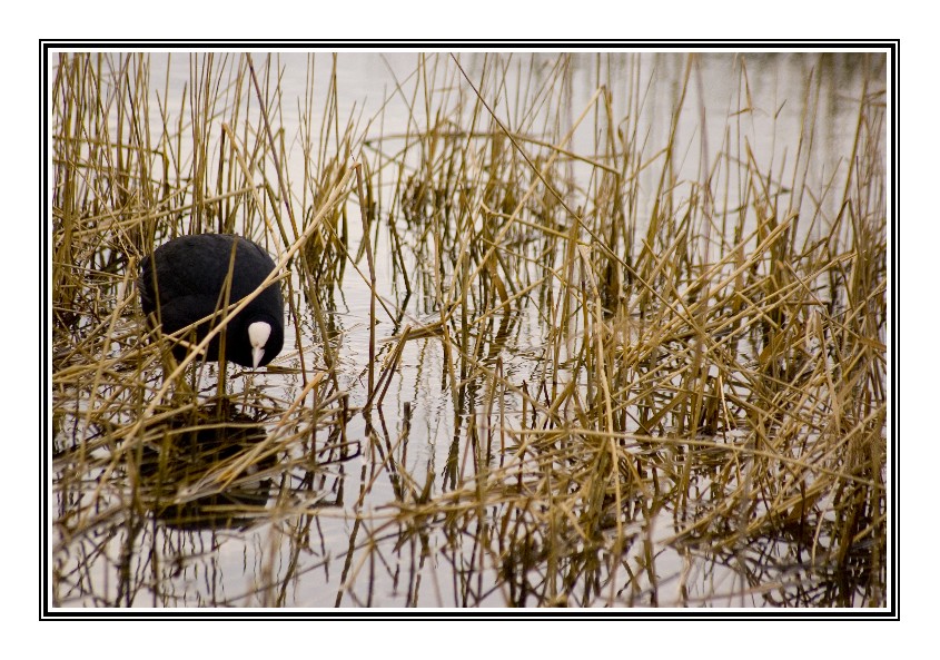 In the reeds