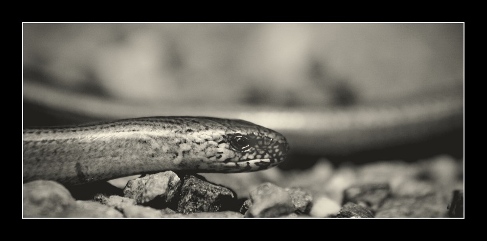 Slow Worm