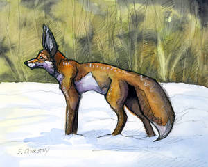 A Fox