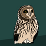 Short Eared Owl - Flat Sketch