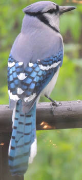 BlueJay