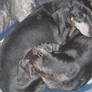 The Dachshund Yin-Yang