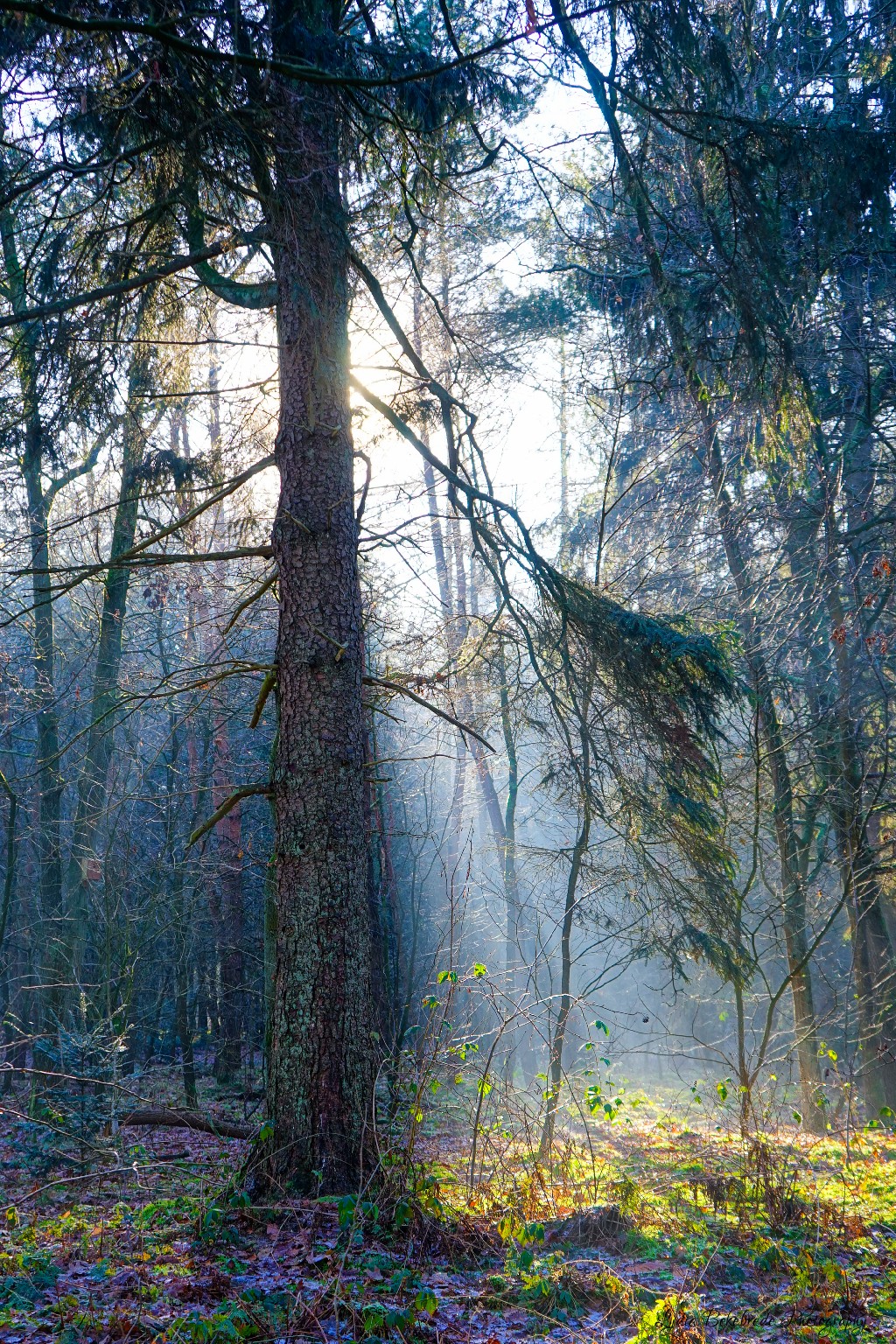 Winter Woodland Wanderings #2