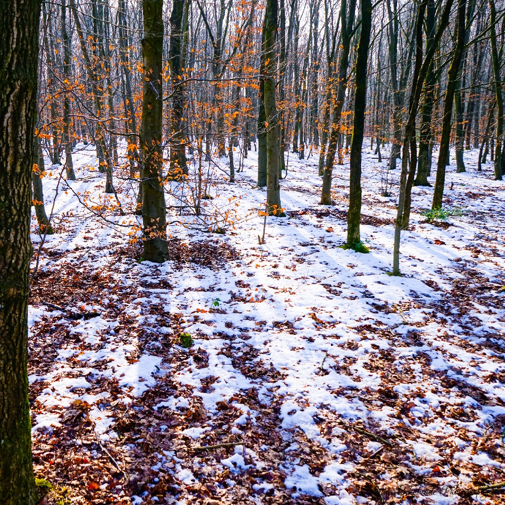 Winter Woodland Wanderings #7