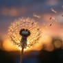 Magical May 2026 (05/06): Dandelion Wishes