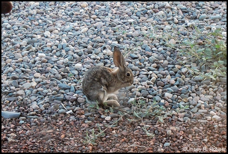 Backyard Bunny