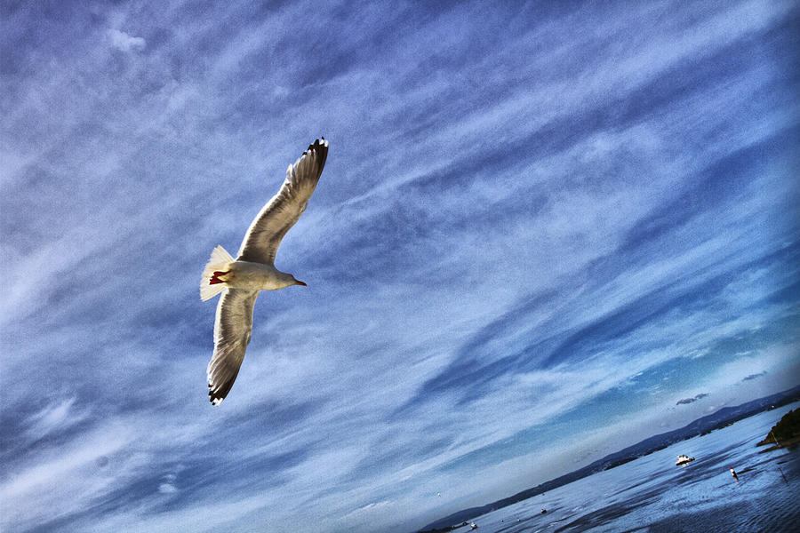 Oslo Sea Gull