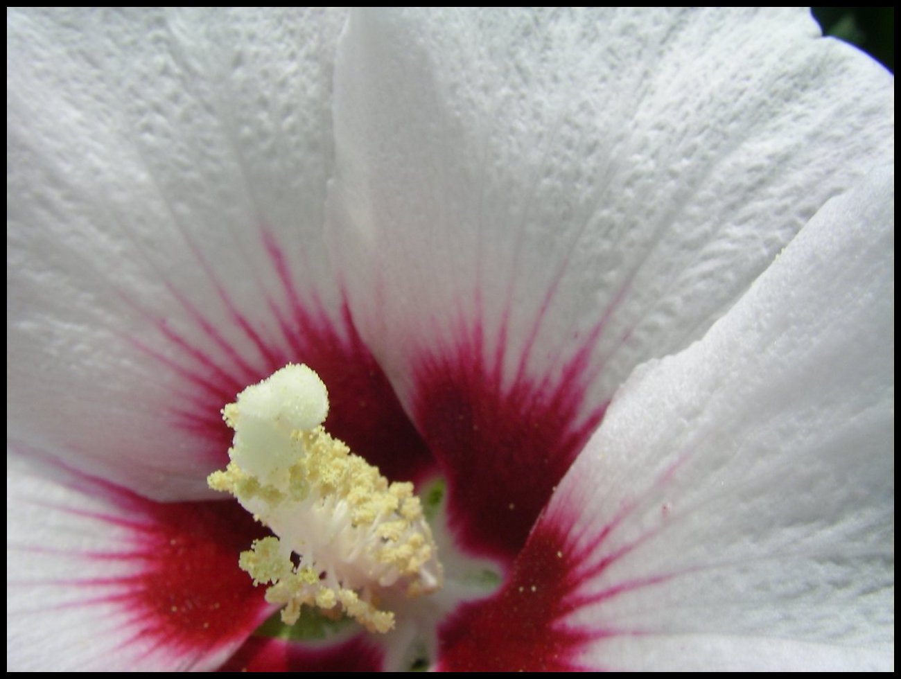 Rose of Sharon